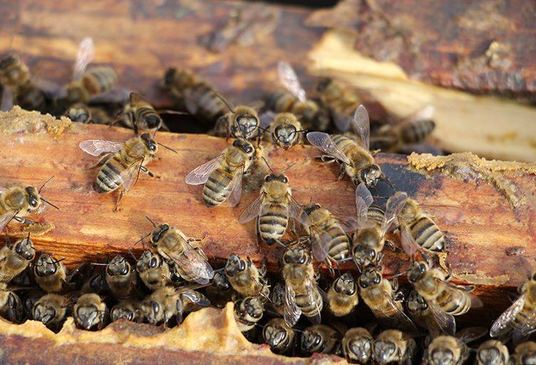 Arıları ne kadar tanıyorsunuz? Arılar hakkında ilginç bilgiler 10